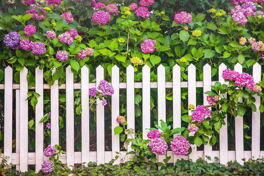 Flowers - Floral - White Picket Fence Photograph by Gary Heller