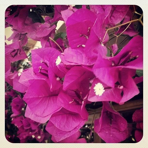 Summer Photograph - Flowers! #flower #flowers #pretty #pink by Kimberley Dennison
