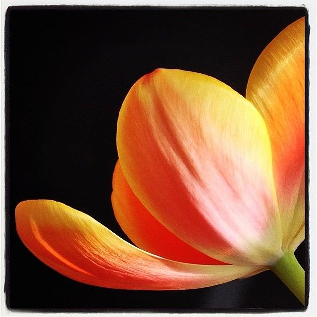 Flower Photograph - #flowers #flower  #flowerstagram by Mike Valentine