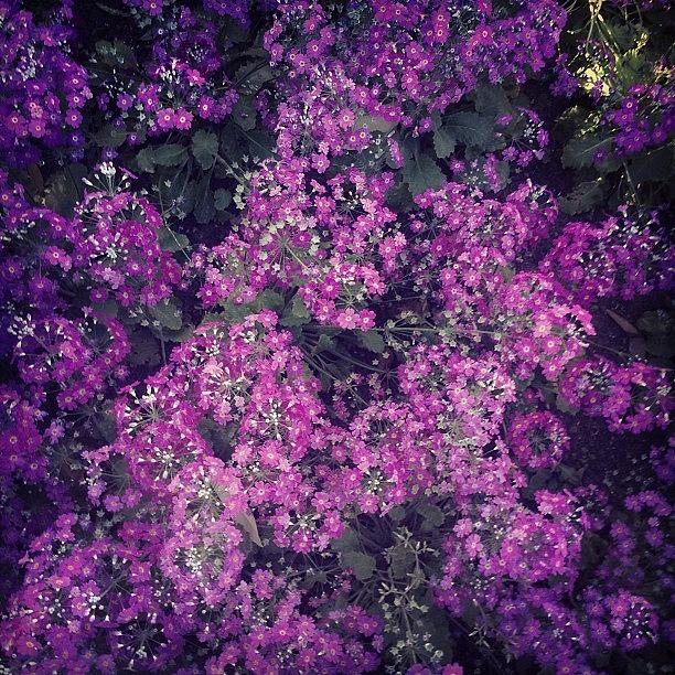 Flowers Still Life Photograph - Flowers #flower #garden #pink #purple by Ray McCauley