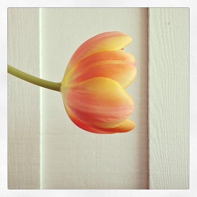 Flower Photograph - #flowers #flower #petal #petals by Mike Valentine