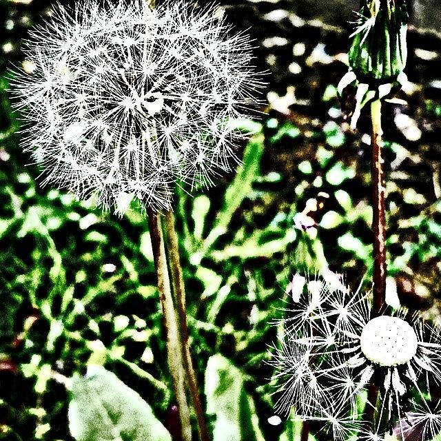 Beautiful Photograph - Dandelions by J Roustie Beautiful Photograph - Dandelions by J Roustie