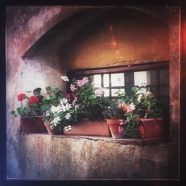 Flower Photograph - #flowers #flowerpots #pots #geraniums by Pamela Harridine