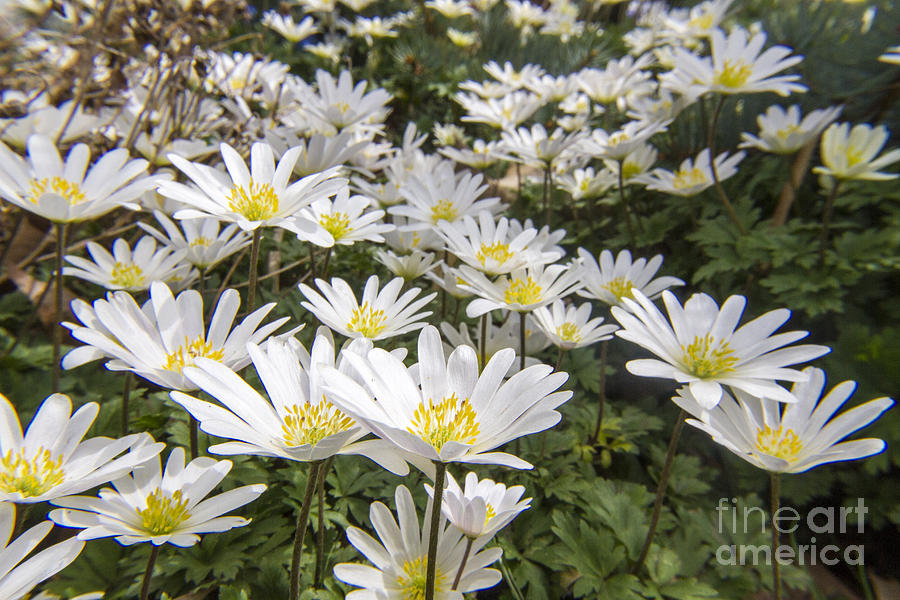 Spring Photograph - Flowers Galore by Darleen Stry