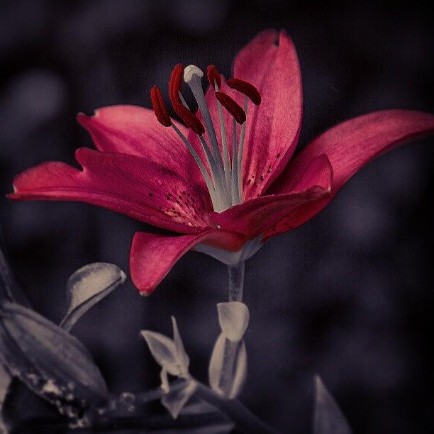 Nature Photograph - #flowers #garden #nature #floral by Chad Schwartzenberger