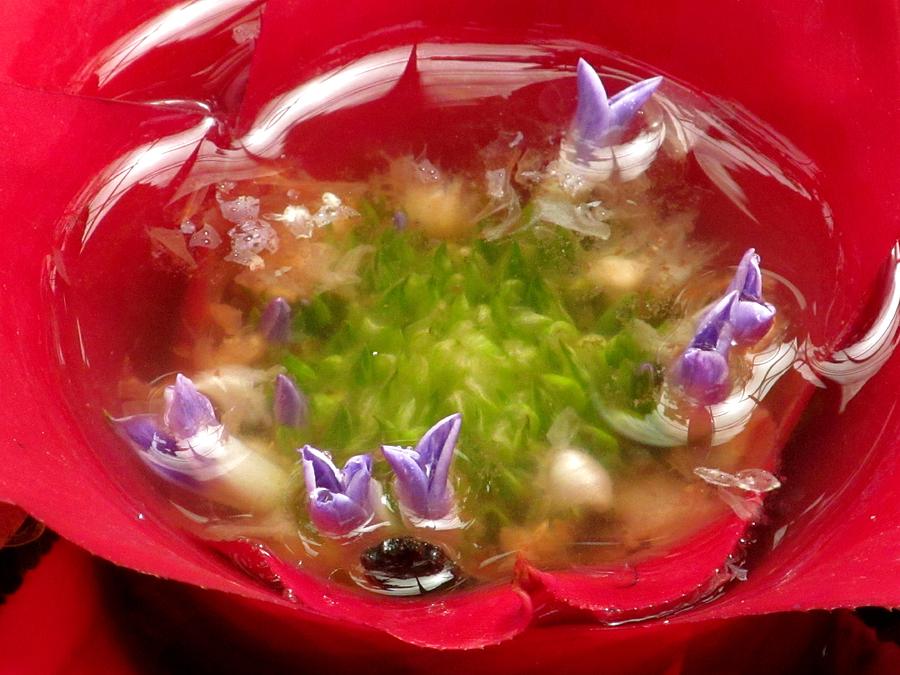 Flowers Grown In Water Photograph by Alfred Ng
