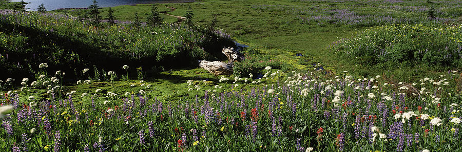 Flowers In A Field, Mt Rainier National Photograph by Panoramic Images