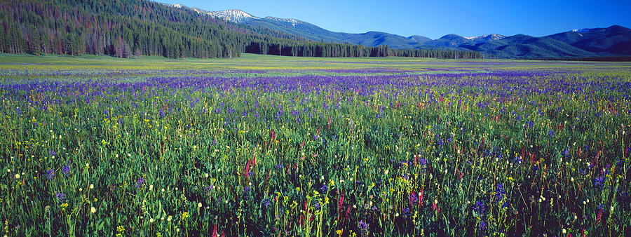 Nature Photograph - Flowers In A Field, Salmon, Idaho, Usa by Panoramic Images