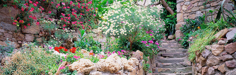 Flowers In A Garden, Tossa De Mar, Old Photograph by Panoramic Images