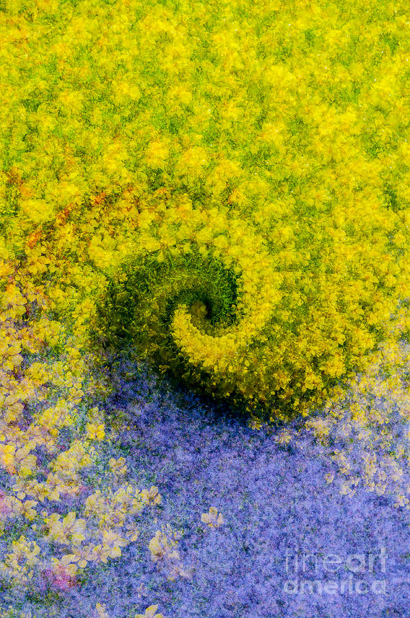 Flowers in a Swirl Photograph by Rod Wiens - Fine Art America