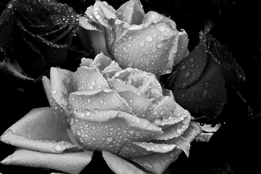 Rose Photograph - Flowers In B/w by Bryan Hildebrandt