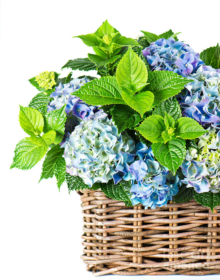 Flowers in Basket Photograph by Boon Mee