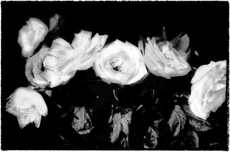 Flowers in Black and White Photograph by Madeline Ellis