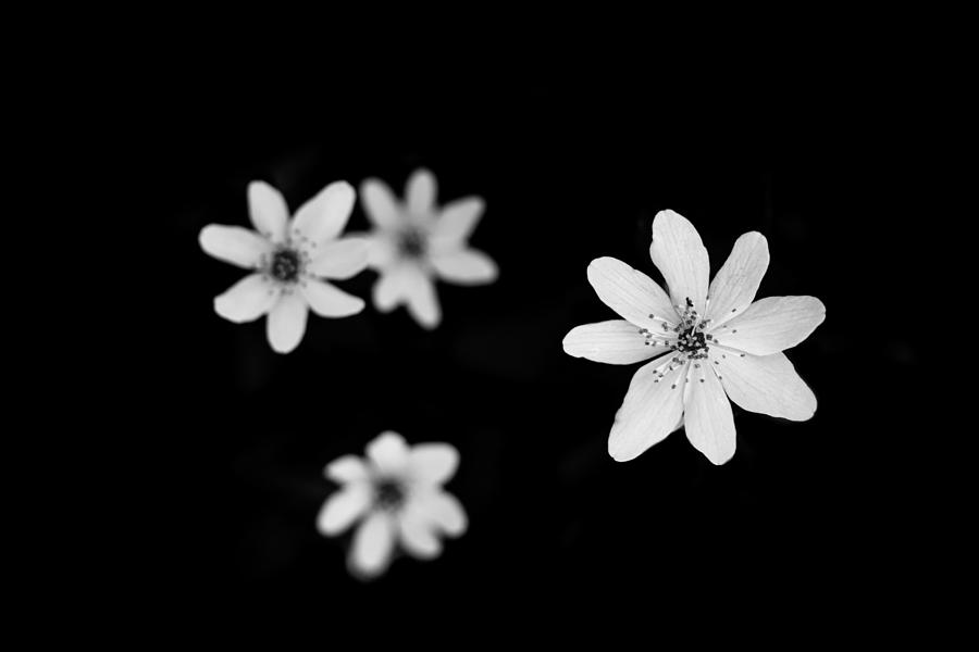 Flower Photograph - Flowers In Black by Shane Holsclaw