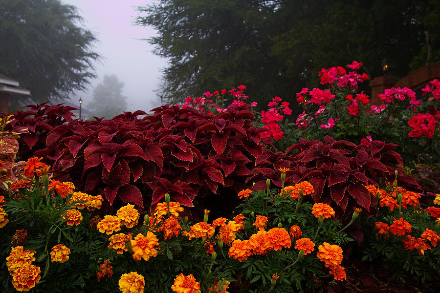 Flowers in Fog Photograph by Farol Tomson