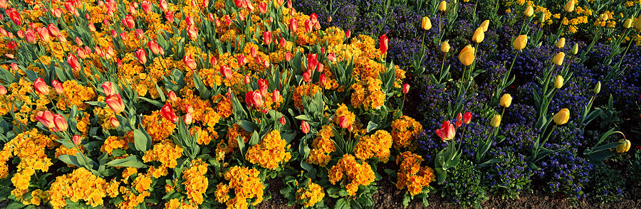 Hyde Park Photograph - Flowers In Hyde Park, City by Panoramic Images
