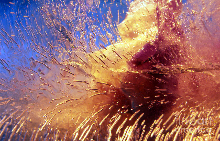 Flowers in Ice Photograph by Randi Grace Nilsberg