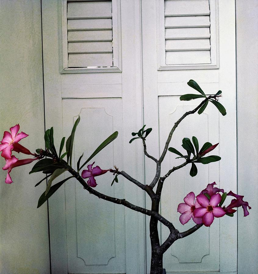 Flowers In Jean Schlumbergers Home Photograph by Horst P. Horst