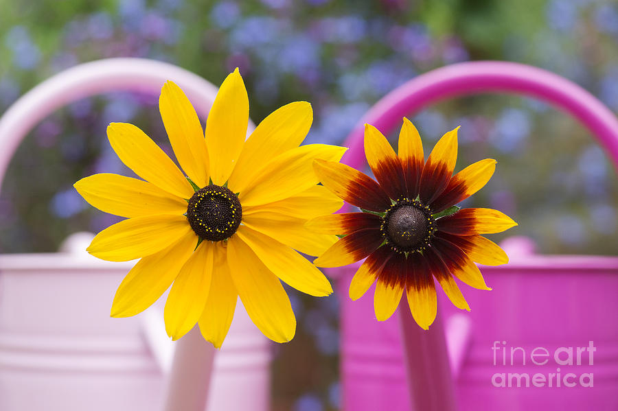 Flower Photograph - Flowers in pink watering can by Tim Gainey