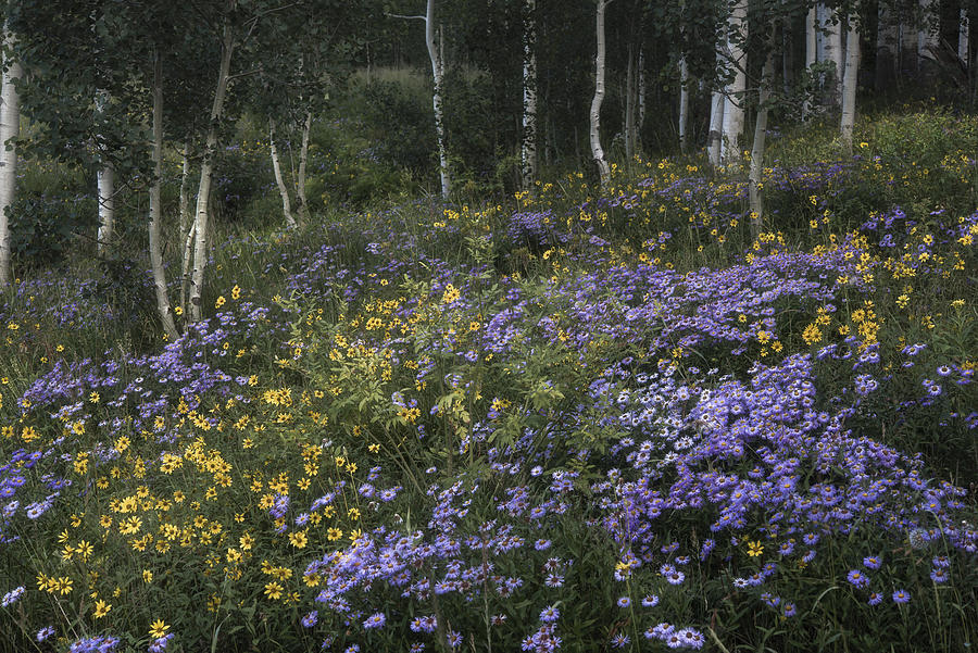 Flowers In The Aspen Forest Photograph by Tim Reaves