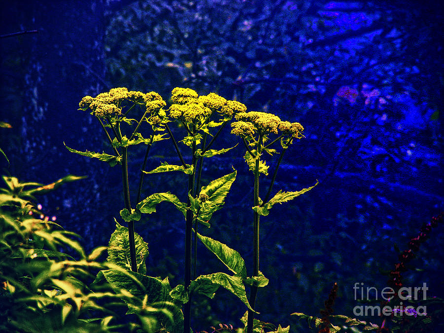 Flowers in the Blue Photograph by Rick Bragan