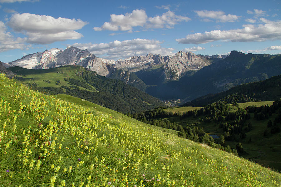 Flowers In The Dolomite Alps Photograph by John Kieffer
