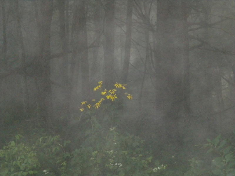 Flower Photograph - Flowers In The Fog by Diannah Lynch