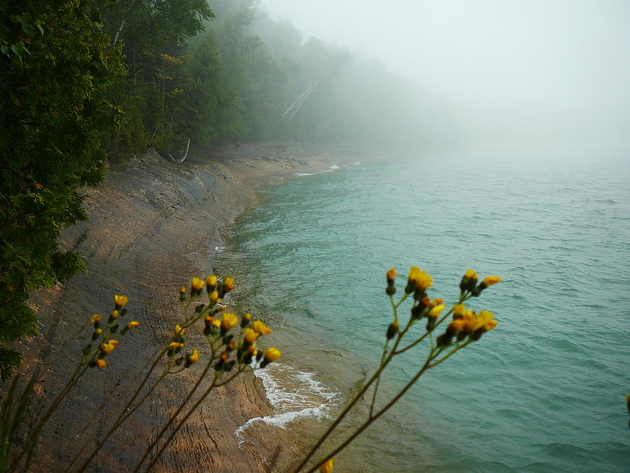Flowers In The Fog Photograph