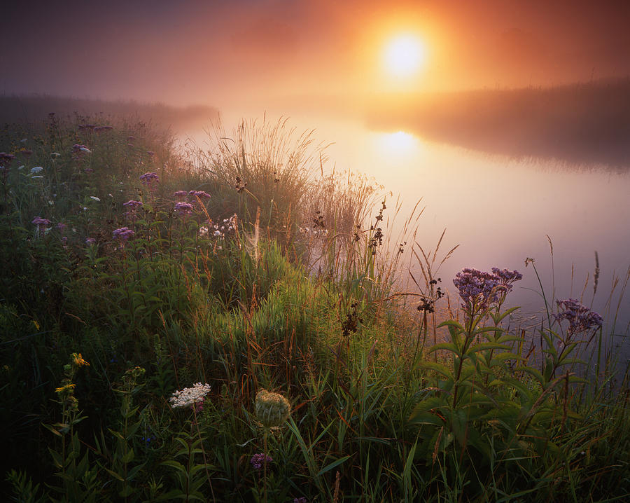Flowers in the Fog Photograph by Ray Mathis
