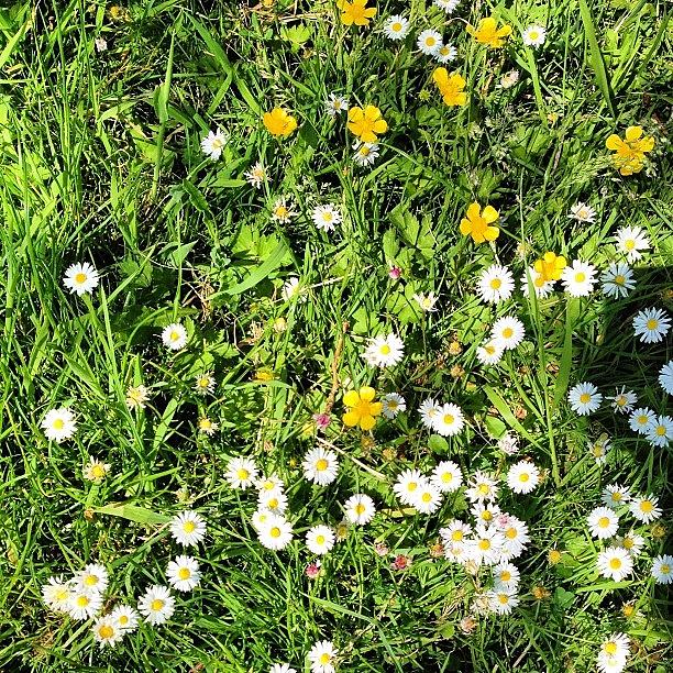 Summer Photograph - Flowers In The Grass #cornwall #summer by Matt Perkins