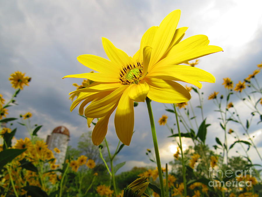Farm Photograph - Flowers in the Heartland by David Lankton