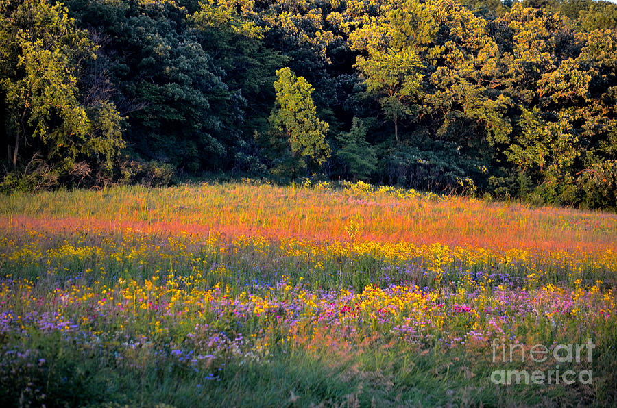 Spring Photograph - Flowers in the Meadow by Deb Halloran