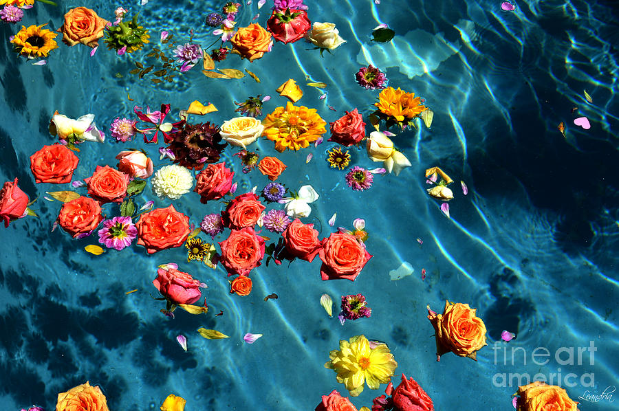 Flowers in the Pool Photograph by Leandria Goodman