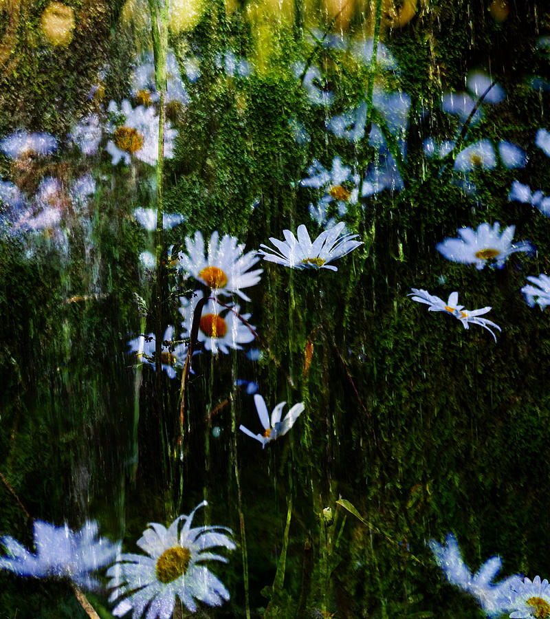 Flowers In The Rain - Daisies  Photograph by Marie Jamieson