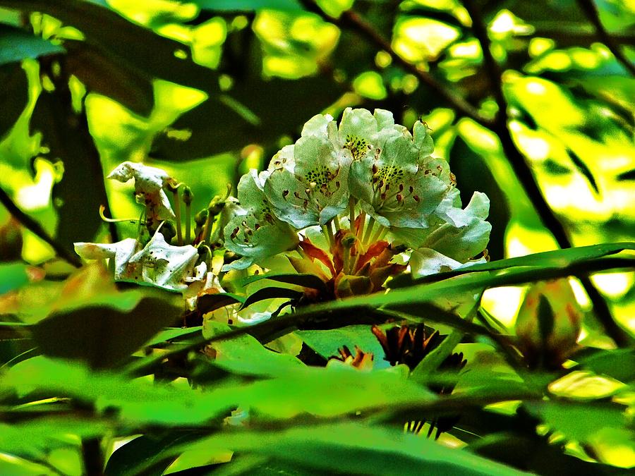 Flowers In The Woods Photograph