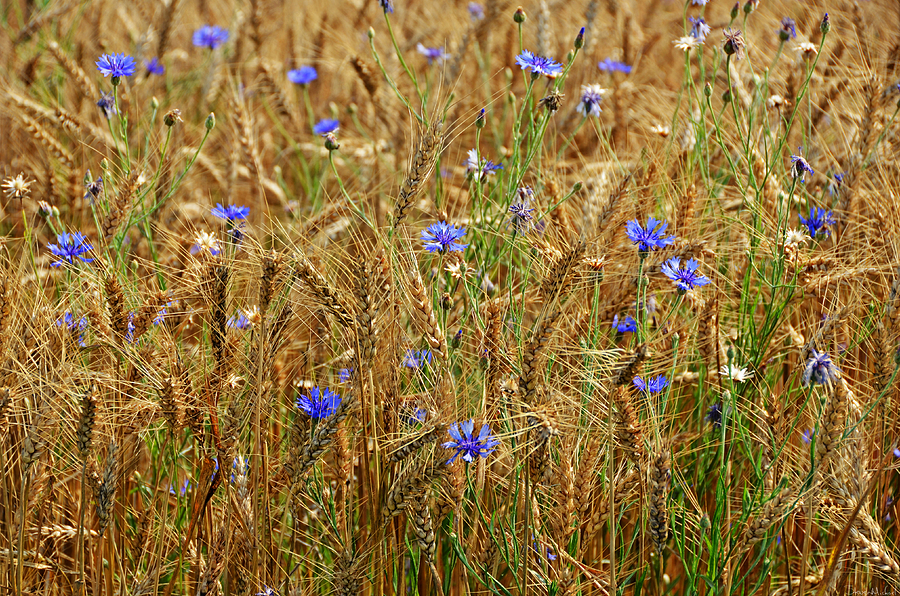 Flowers in Wheat Field Photograph by Steven Michael - Fine Art America