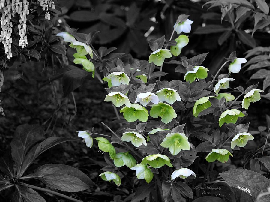 Flowers In Yashiro Garden In Black and White Photograph by Jeanette C Landstrom