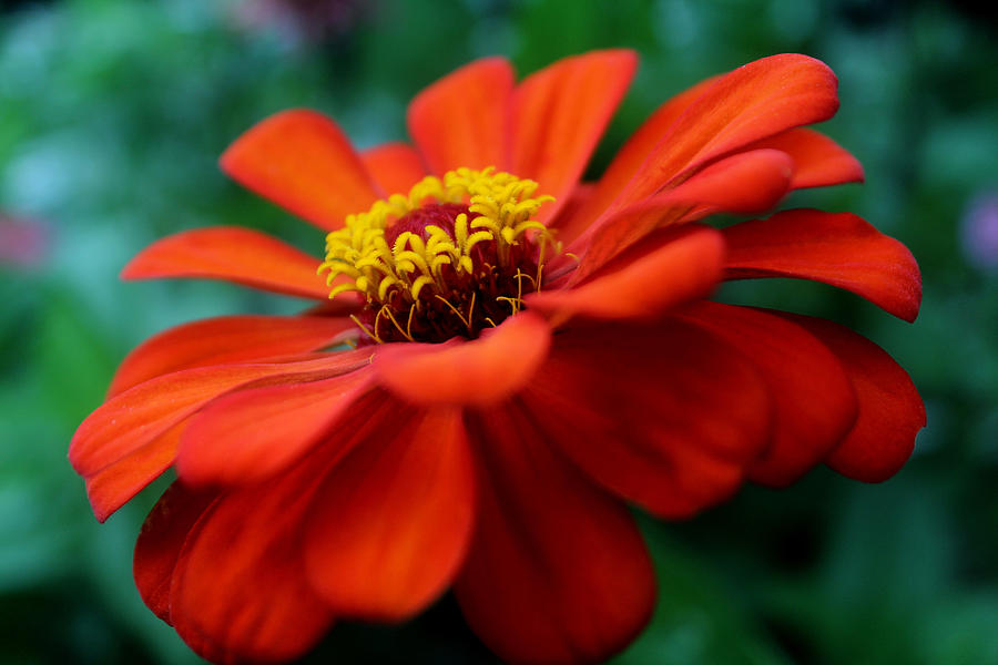 Flowers Inside a Flower Photograph by David M Jones - Fine Art America