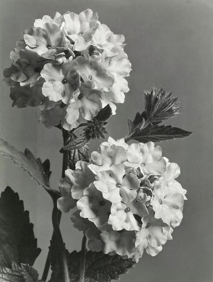 Flowers Photograph by J. Horace McFarland