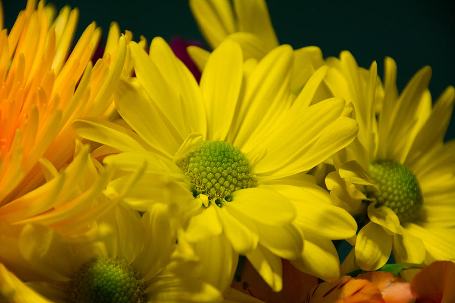 Flower Photograph - Flowers by Kathy Liebrum Bailey