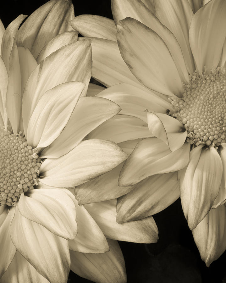 Flowers Photograph by Kyle Wasielewski