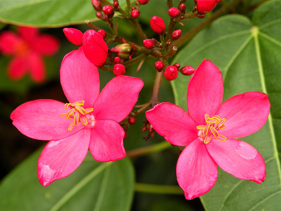 Flowers Photograph By Lindy Pollard - Fine Art America