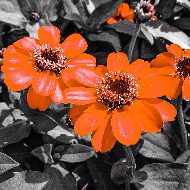 Flower Photograph - #flowers #macro #igers #instagram by Jim Neeley