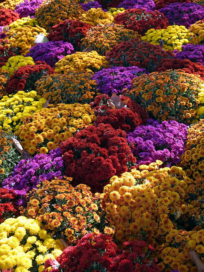 Flowers Near The Grand Palais Off Of Champ Elysees In Paris France ...