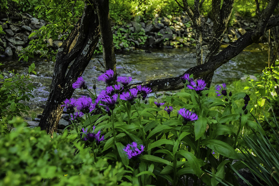 Flowers Nova Scotia Spring Photograph by Will Burlingham