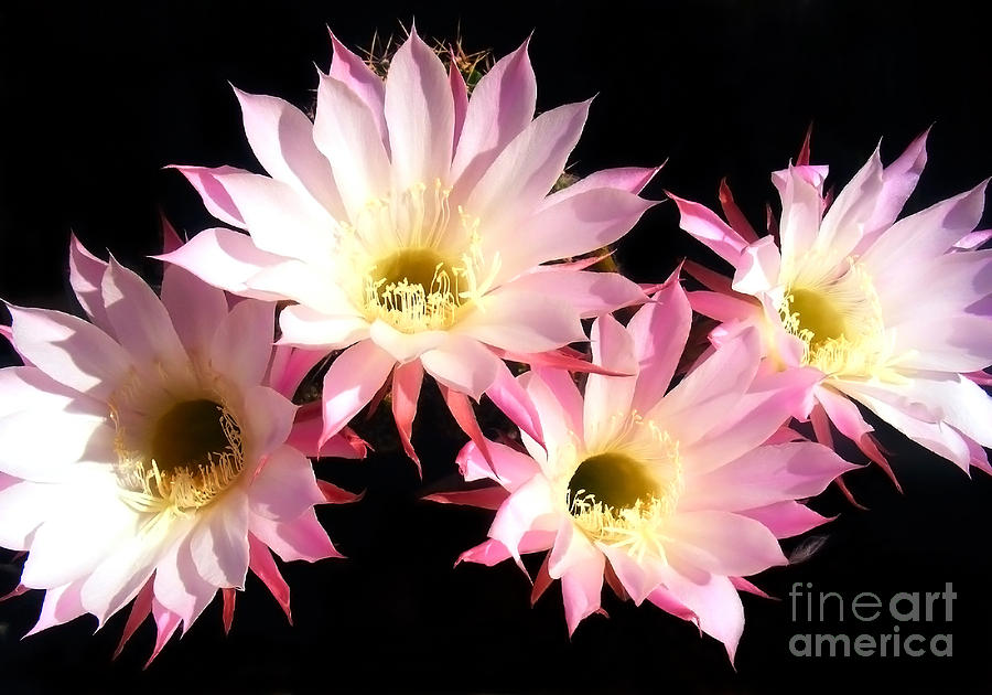 Flowers Of A Cactus Photograph by Nina Ficur Feenan