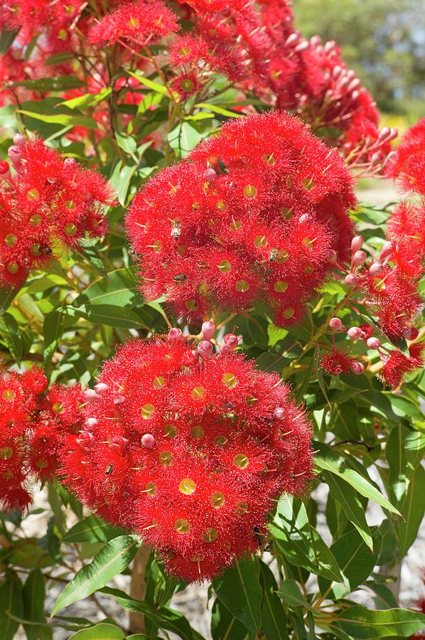 Corymbia ficifolia - red flowering gum Australian Plants Online