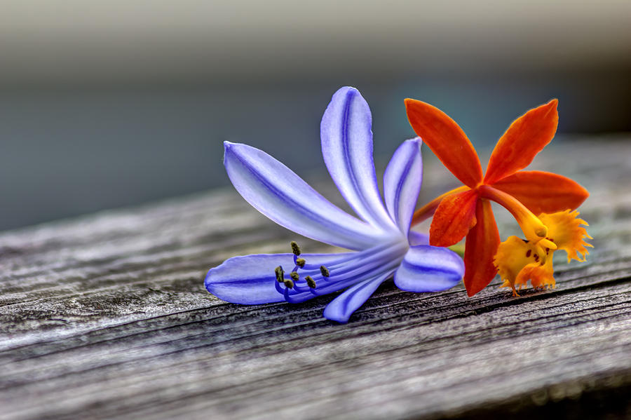 Blue Flowers Photograph - Flowers of Blue and Orange by Marvin Spates