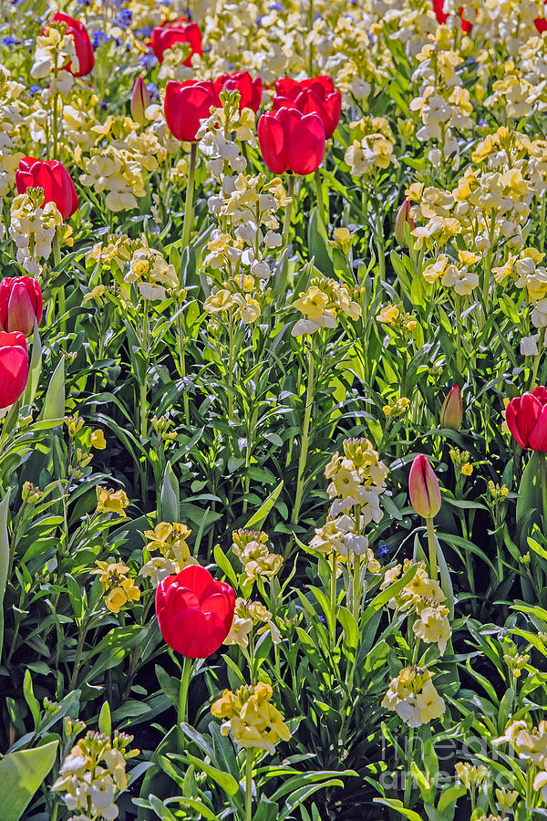 Flowers of Buckingham Photograph by Elvis Vaughn