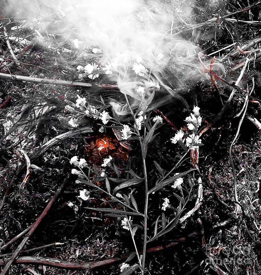 Flowers On Fire Photograph